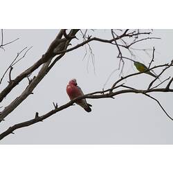 Galah and Red-rumped Parrot.