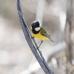 Yellow bird with white and black head on branch.