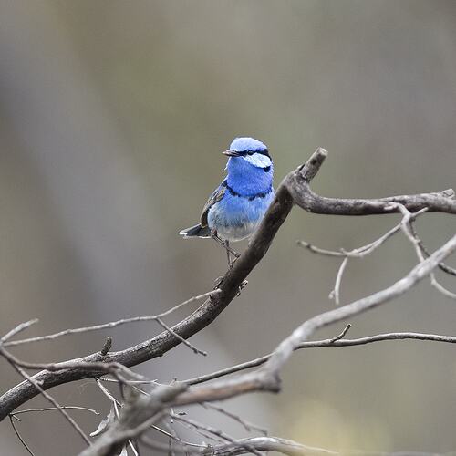 Small blue bird on bare branch.