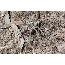 Wolf Spider.