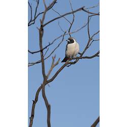 <em>Artamus personatus</em>, Masked Woodswallow. Hattah National Park, Victoria.