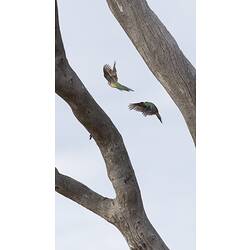 Parrots in flight beside bare branch.