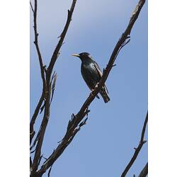 Shiny black bird on bare branch.