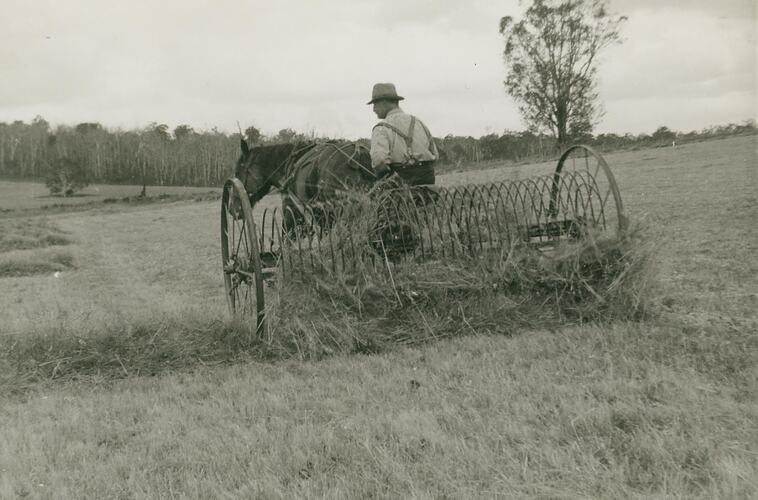 Man driving a one horse drawn hay rake in field.