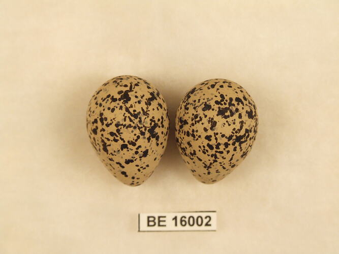 Two bird eggs with specimen label.