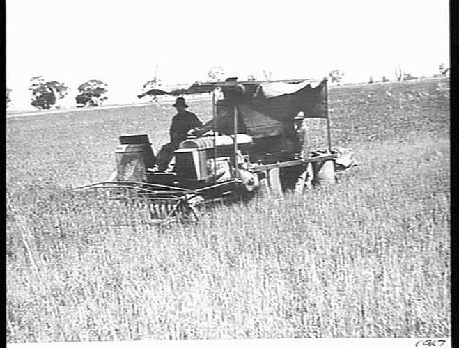 10 FT AUTO HARVESTING 800 ACRES OF WHEAT AT THE RATE OF 405 ACRES PER DAY ON THE FARM OF MESSERS J.B.CALDWELL AND SONS