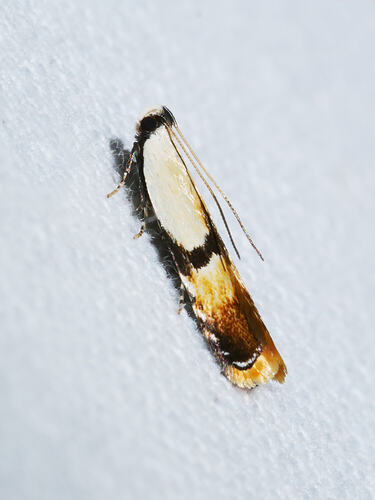 <em>Ardozyga desmatra</em>, moth. Great Otways National Park, Victoria.