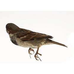 Taxidermied bird specimen with brown and black feathers, head turned to the right.
