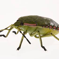 Wax model of a green six legged insect with black, pink and white spots down its back.