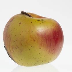 Wax model of an apple painted yellow and red. Has brown stem.