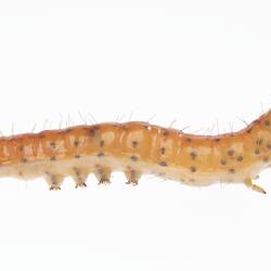 Wax model of red and white sparsely haired moth larvae with brown spots. Right profile.