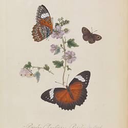 Several butterflies hovering around a flower with purple petals. The butterflies are coloured organe, brown, b