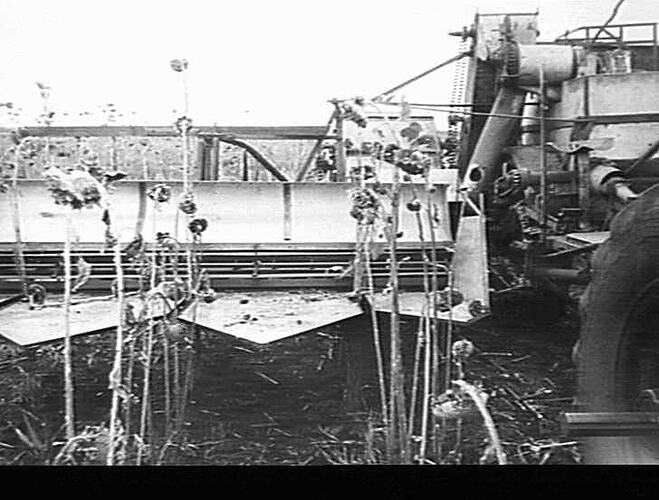 `GASTON' HEADER WITH TRAYS FOR SUNFLOWER: RICHERT, NOBBY, QLD.: MAR 1948