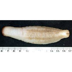 Back view of cream-coloured sea cucumber on black background with ruler.