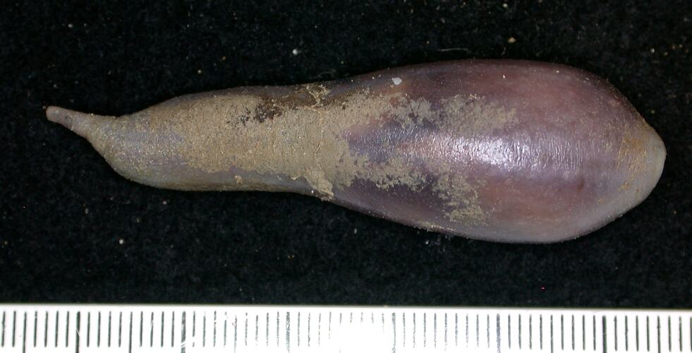 Side view of purple sea cucumber with tail on black background with ruler.