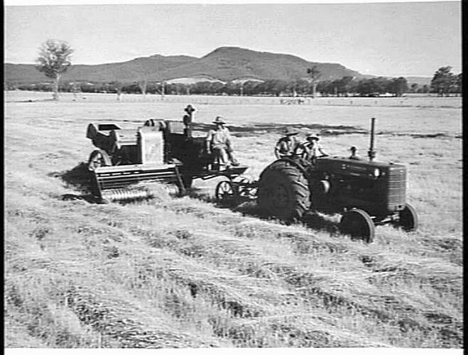H.S.T. E.F. HEADER PICKING UP PHALLARIS AT TATONG, VIC., L. FARREL, MANAGER FOR COLCHESTER PTY. LTD.: JAN 1951