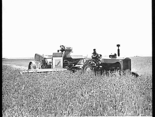MR. ROY PEACOCK, WILLAURA, VIC., NO. 4 HEADER AND 744D TRACTOR IN 8-BAG CROP OF QUADRAT WHEAT: JAN 1953