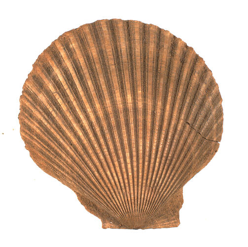 <em>Chlamys antiaustralis</em>, fossil pecten shell. [P 16778]