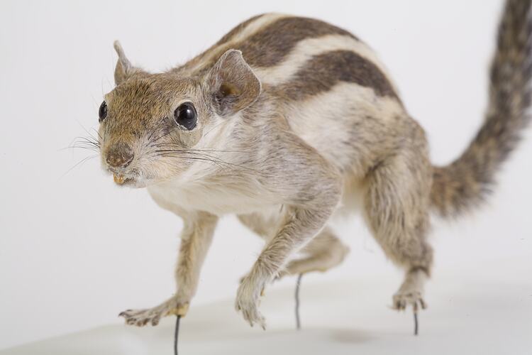 Taxidermied squirrel specimen , front view.