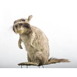 Taxidermied rat-like specimen .