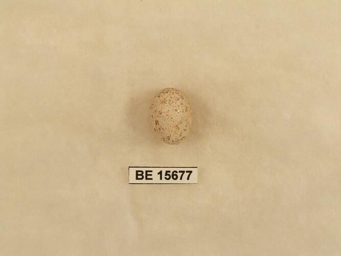 Bird egg with specimen label.