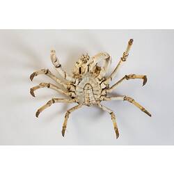 <em>Leptomithrax gaimardii</em>, Giant Spider Crab. [J 46721.14]