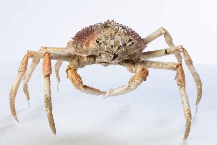 <em>Leptomithrax gaimardii</em>, Giant Spider Crab. [J 46721.31]