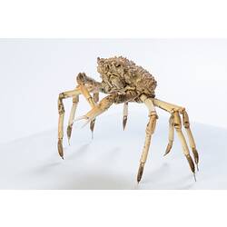 <em>Leptomithrax gaimardii</em>, Giant Spider Crab. [J 46721.42]
