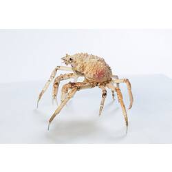 <em>Leptomithrax gaimardii</em>, Giant Spider Crab. [J 46721.44]