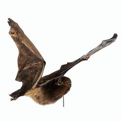 Bat specimen mounted as though in flight.