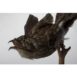 <em>Nyctibius jamaicensis mexicanus</em>, Northern Potoo, mount.  John Gould Collection.  Registration no. 24036.