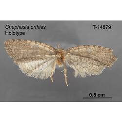 Moth specimen, ventral view.