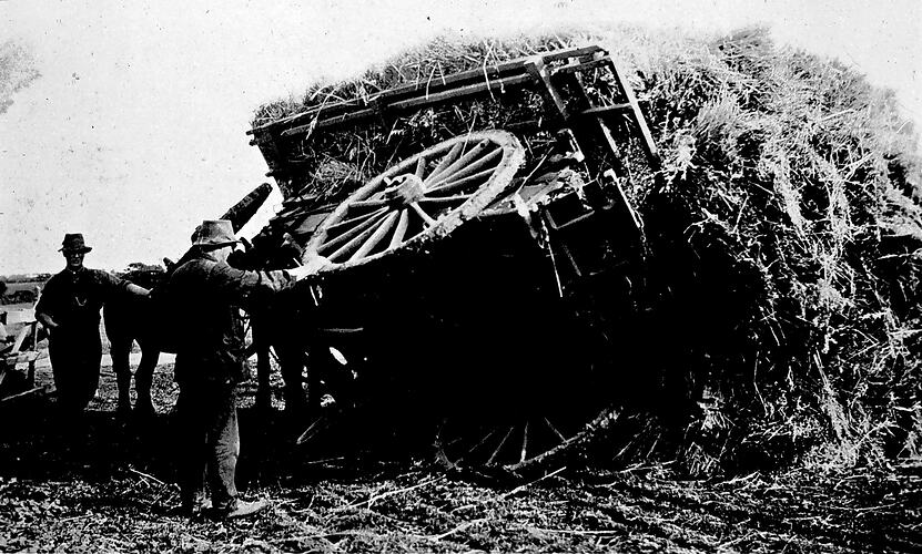 [An overturned hay wagon at Claremont Farm, Waurn Ponds, near Geelong, about 1910.]