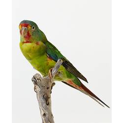 Research Focus, Victorian Birds - Swift Parrot, <em>Lathamus discolor</em>