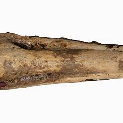 Triangular fossil of upper beak portion.