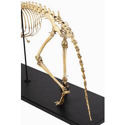 Thylacine skeleton, detail showing back legs and tail.