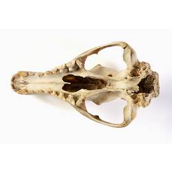 Thylacine skull specimen.