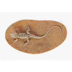 Lizard model with diamon pattern along the side of its body.
