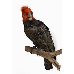 Parrot specimen with dark feathers and bright red head.