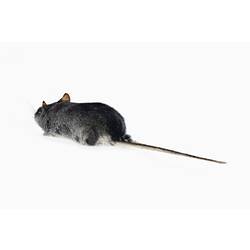 Dark grey taxidermied mouse specimen.