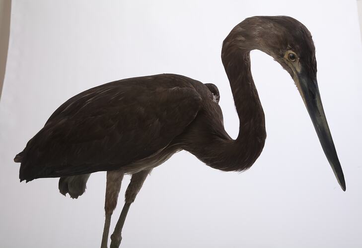 Side view of mounted heron specimen.