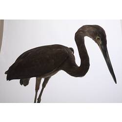 Side view of mounted heron specimen.