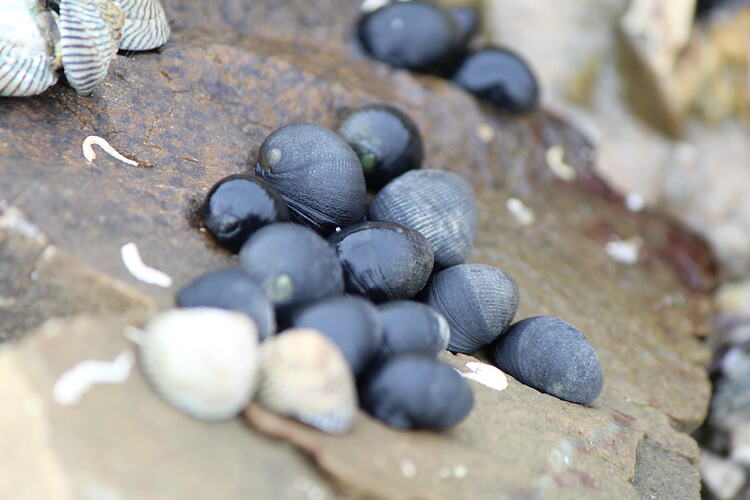 Blue-black snails on brown rock.