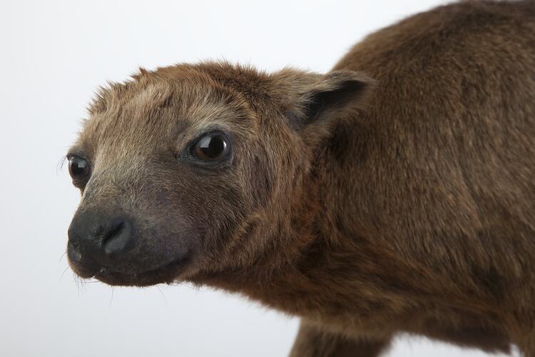 Detail of taxidermied tree-kangaroo specimen's face.