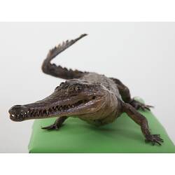 Taxidermied crocodile specimen, front view.