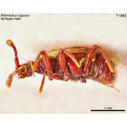 Beetle specimen, male, lateral view.
