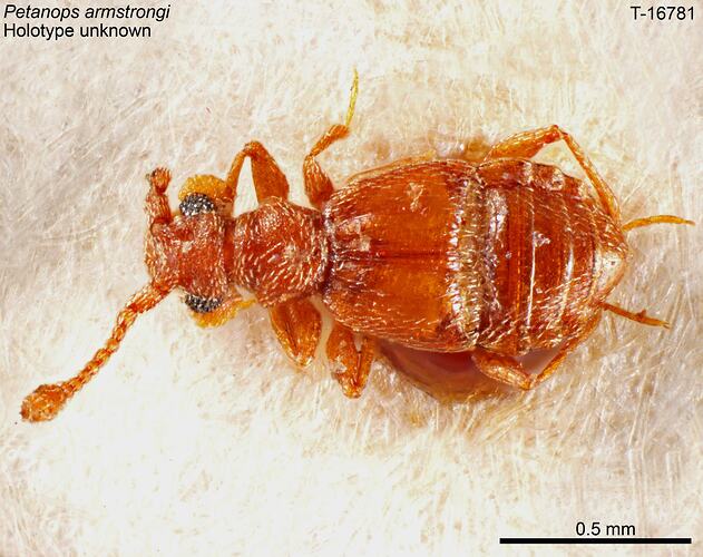 Beetle specimen, dorsal view.