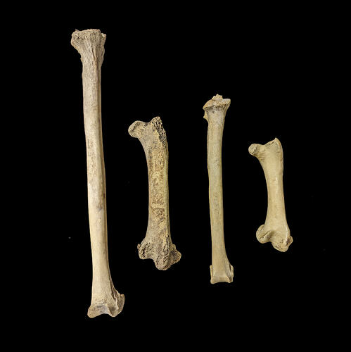 Four fossil bones, left pair larger than the right.