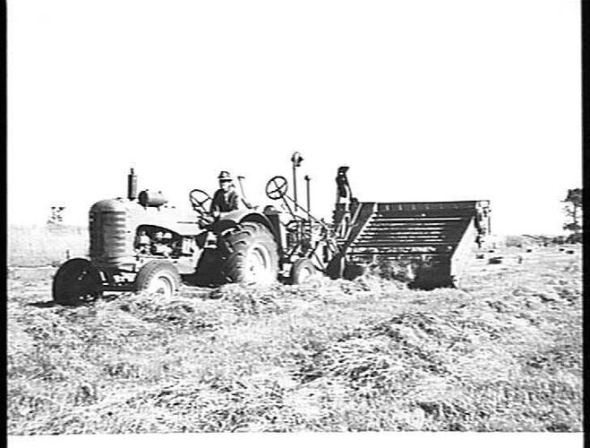 413. SUNSHINE SELF-TYING PICK-UP BALER BALING RYE-GRASS FROM THE WINDROW ON THE METROPOLITAN BOARD'S FARM AT WERRIBEE, VIC., JANUARY 1952