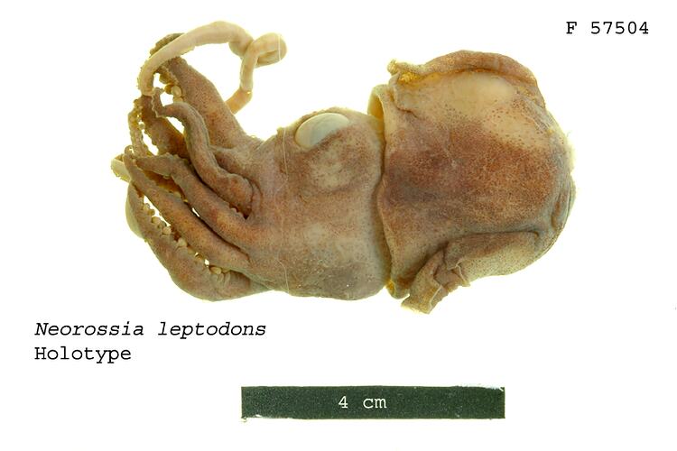 <em>Neorossia leptodons</em>, bobtail squid.  Holotype.  Registration no. F 57504.